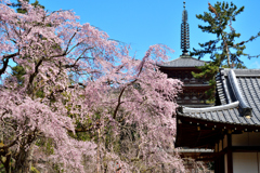 醍醐の花見