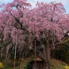 楚々たる桜樹 Ⅰ