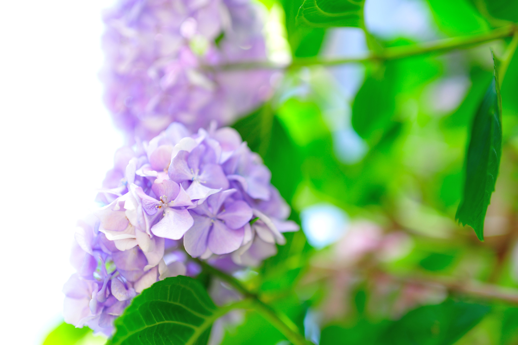 近所散策　~紫陽花との思い出~
