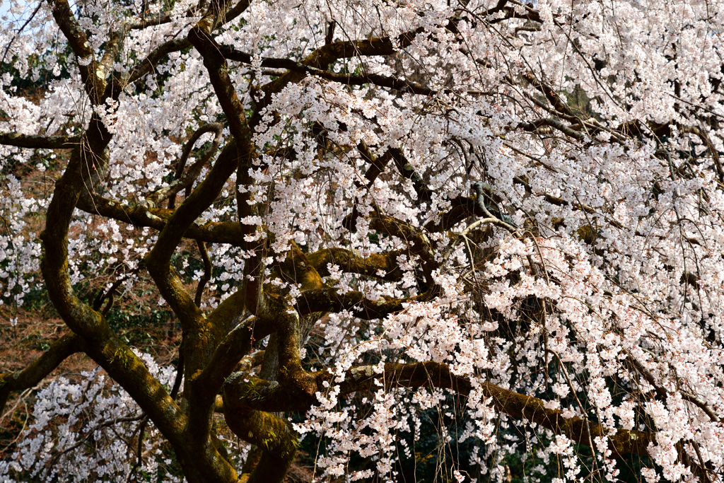 近衛の糸桜