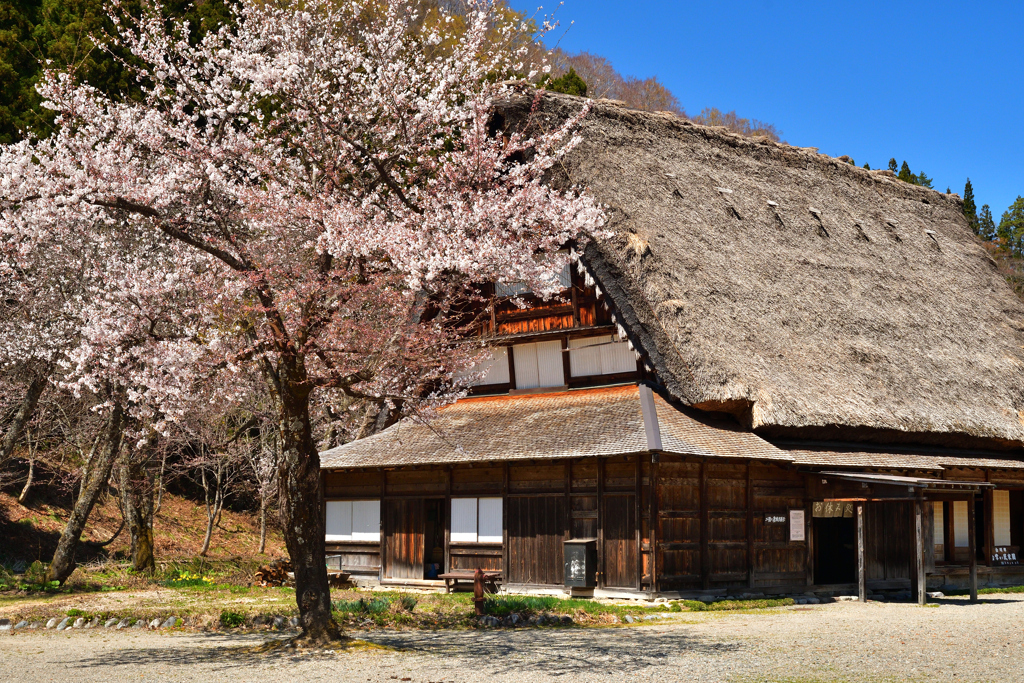 桜と合掌造り