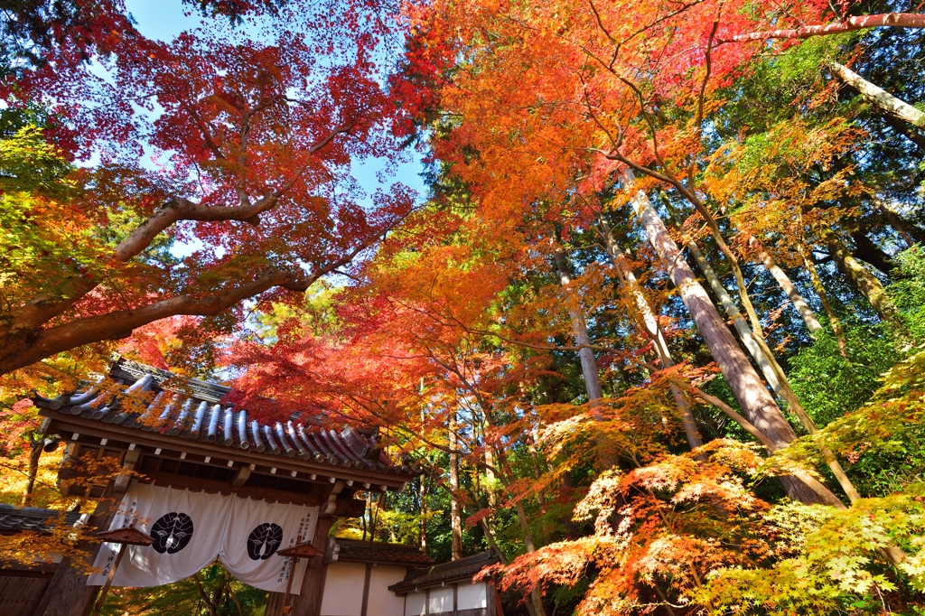 紅葉下の薬医門