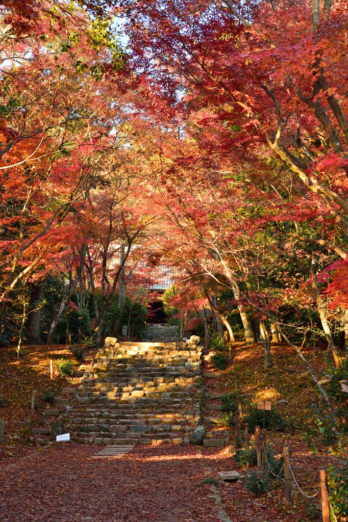 朝光の錦参道