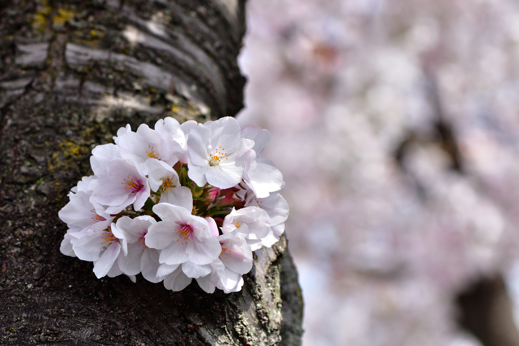 胴吹き束桜