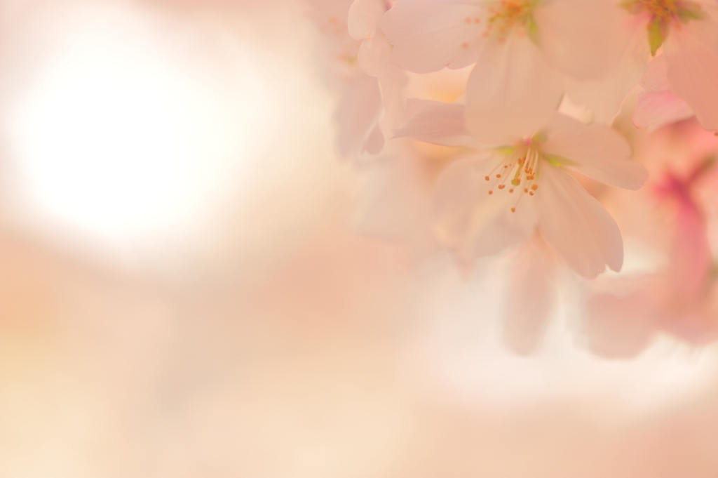 夢桜