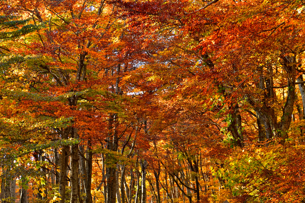大山ブナ林の紅葉
