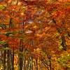 大山ブナ林の紅葉