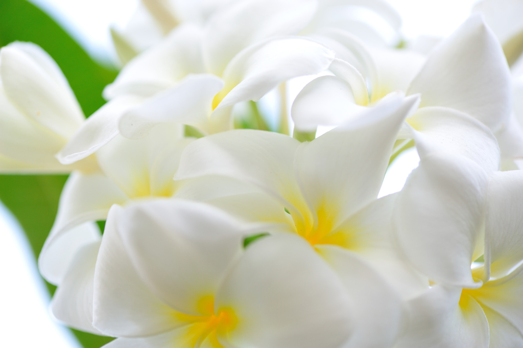 南国で見る花　~群がる白と黄の花~
