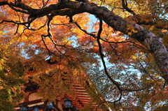 見上げれば秋深まる境内　~談山神社~
