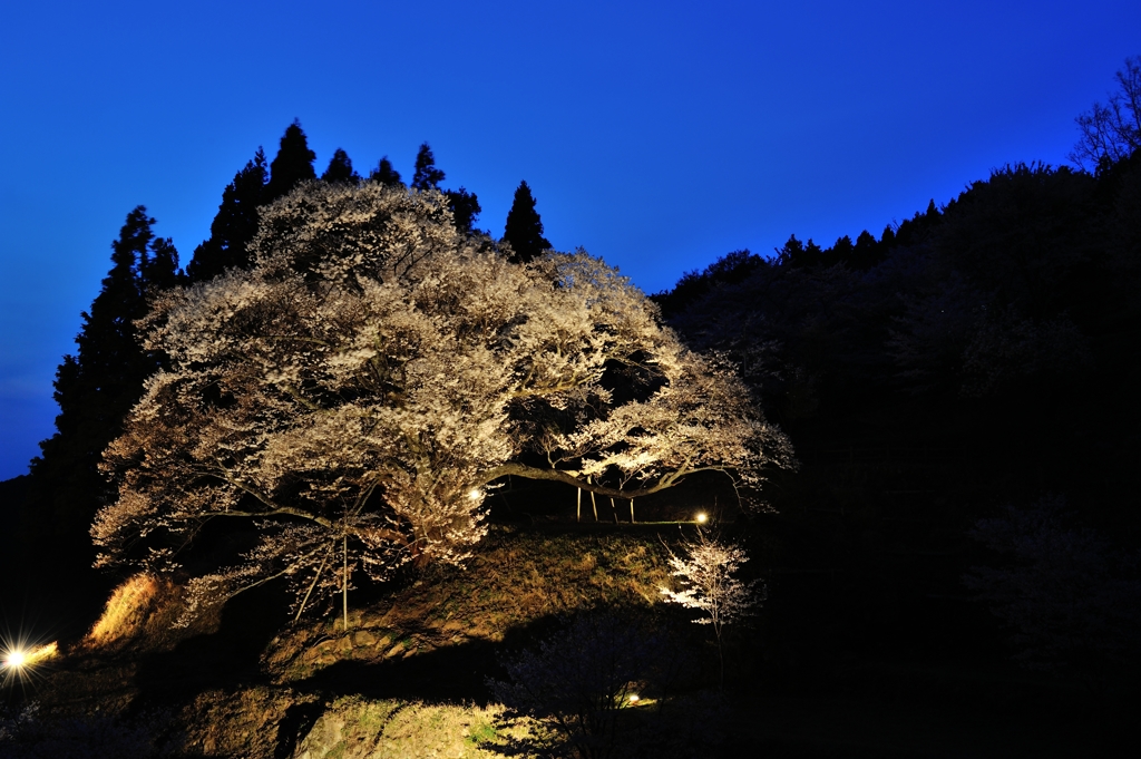Twilight Millennuim Cherry blossoms