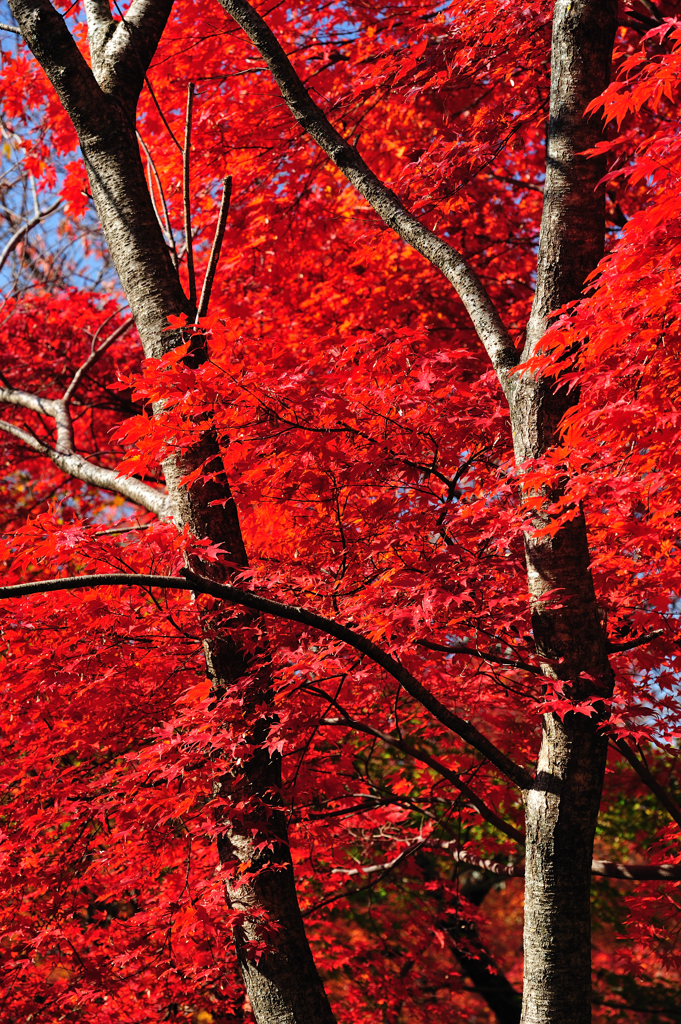 深紅