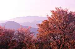 朝日を浴びる山桜と曽爾の山々