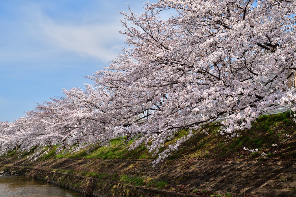 佐保川の桜並木