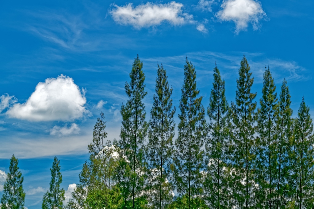 尖頭樹と碧空の綿雲