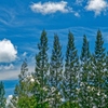 尖頭樹と碧空の綿雲