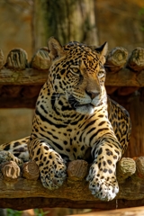 JAGUAR