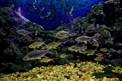 Yellow Fins