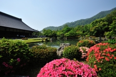 曹源池庭園　皐月　~天龍寺~