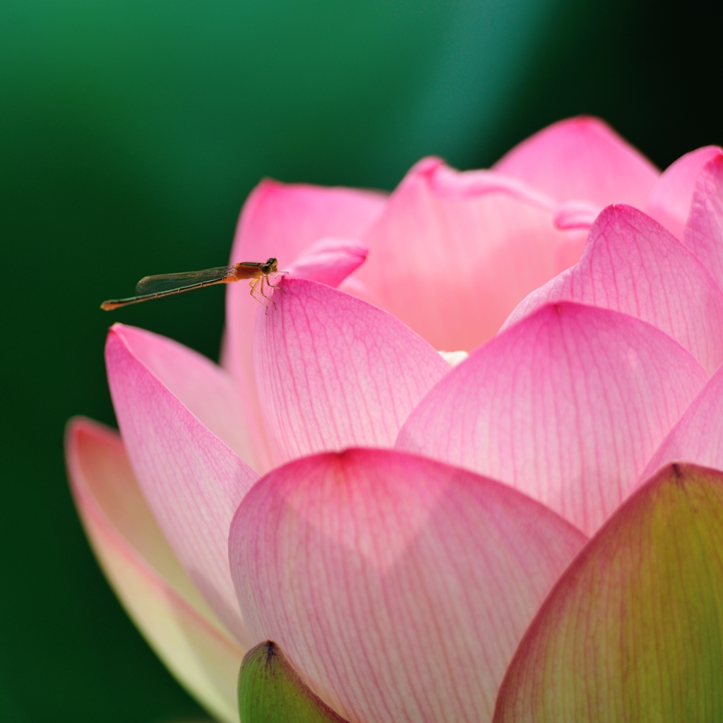 仏の花に蜻蛉 せいれい 宿る By 自然堂哲 Id 写真共有サイト Photohito
