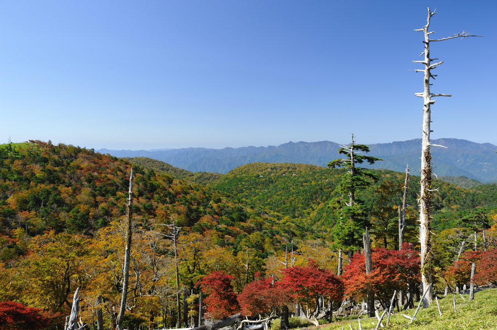 立ち枯れ木の紅葉見物　~”初”大台ケ原~