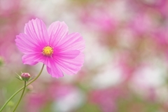 Cosmos field fantasy Ⅱ