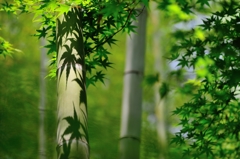 竹の照影
