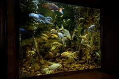 Aquarium Carp Lightup