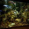 Aquarium Carp Lightup