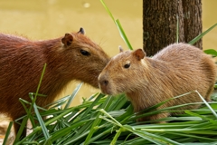 カピバラの食事
