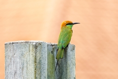 塀の上の野鳥 Ⅱ