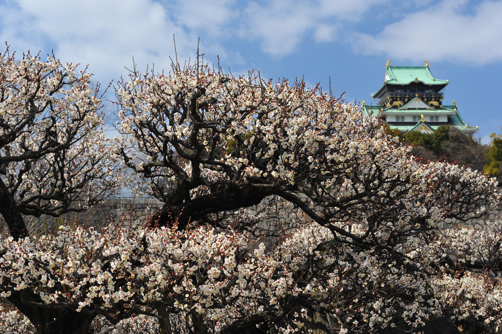 大阪城公園梅林