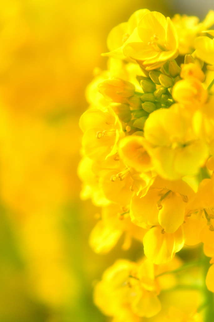 司馬さんの好きな花