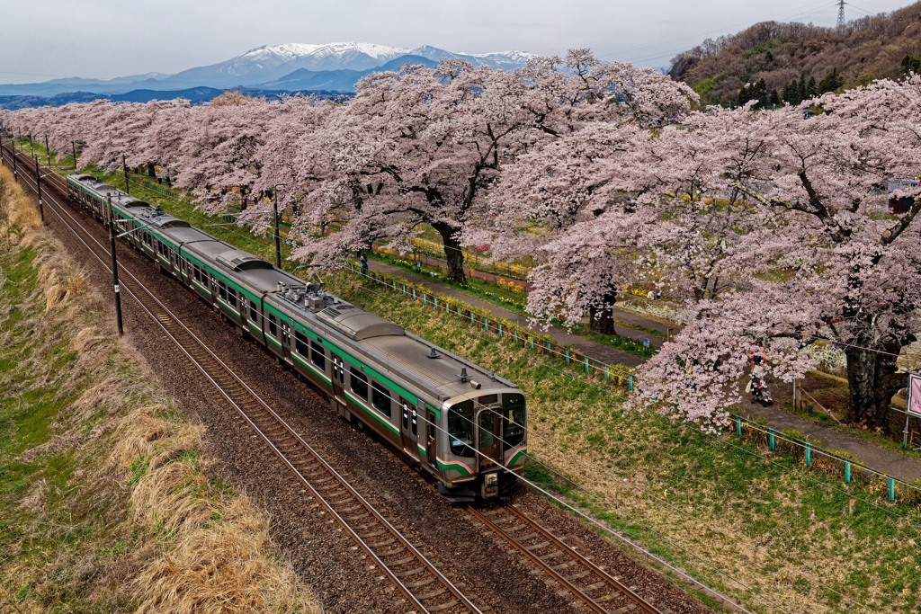 観桜列車