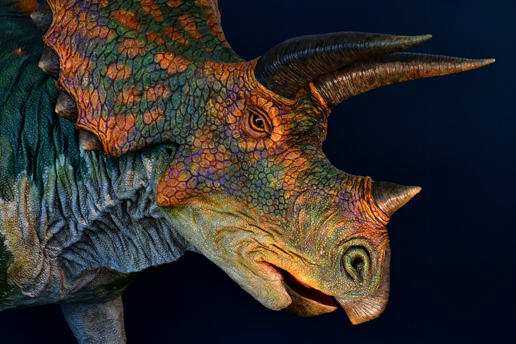 Triceratops