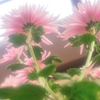 ベランダの小さな世界で　~元気~