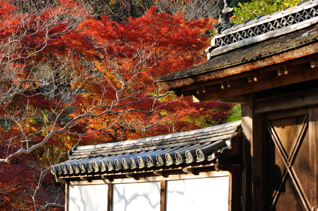 錦の里　正暦寺　~紅葉前の白き枝~