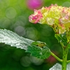 雨蛙と紫陽花パラソル＜PRD＞