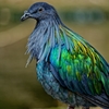 虹鳩 Ⅱ