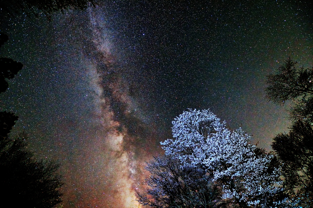 銀河桜