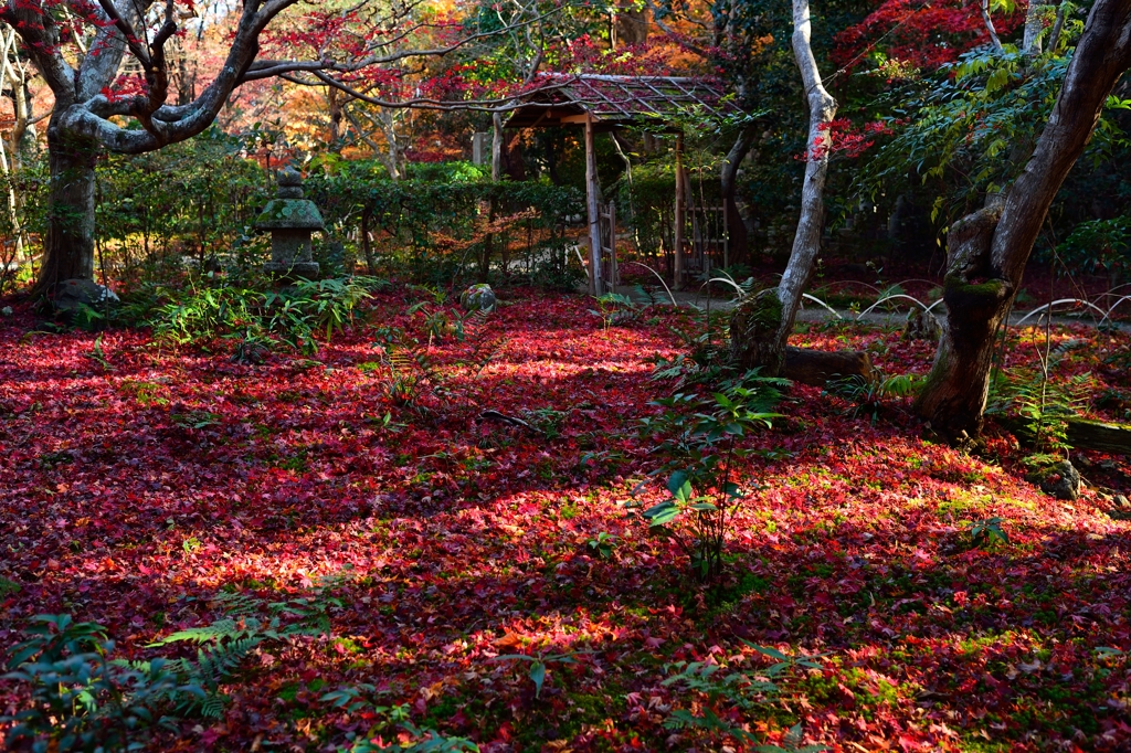 深紅に染め変えて