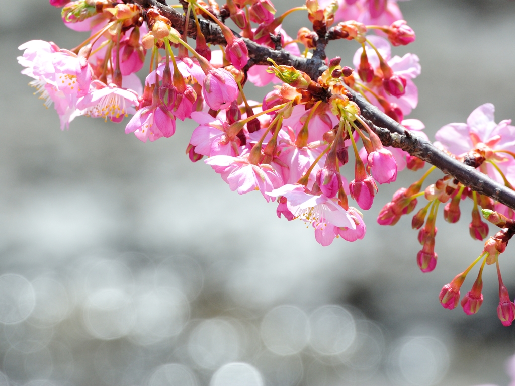 淀桜