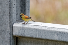 塀の上の野鳥 Ⅰ