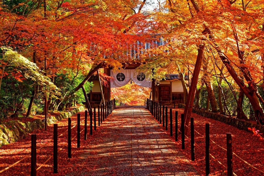 晩秋の照紅葉
