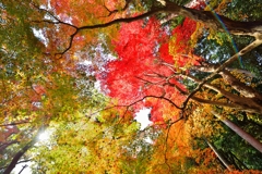 紅葉参道を仰ぐ