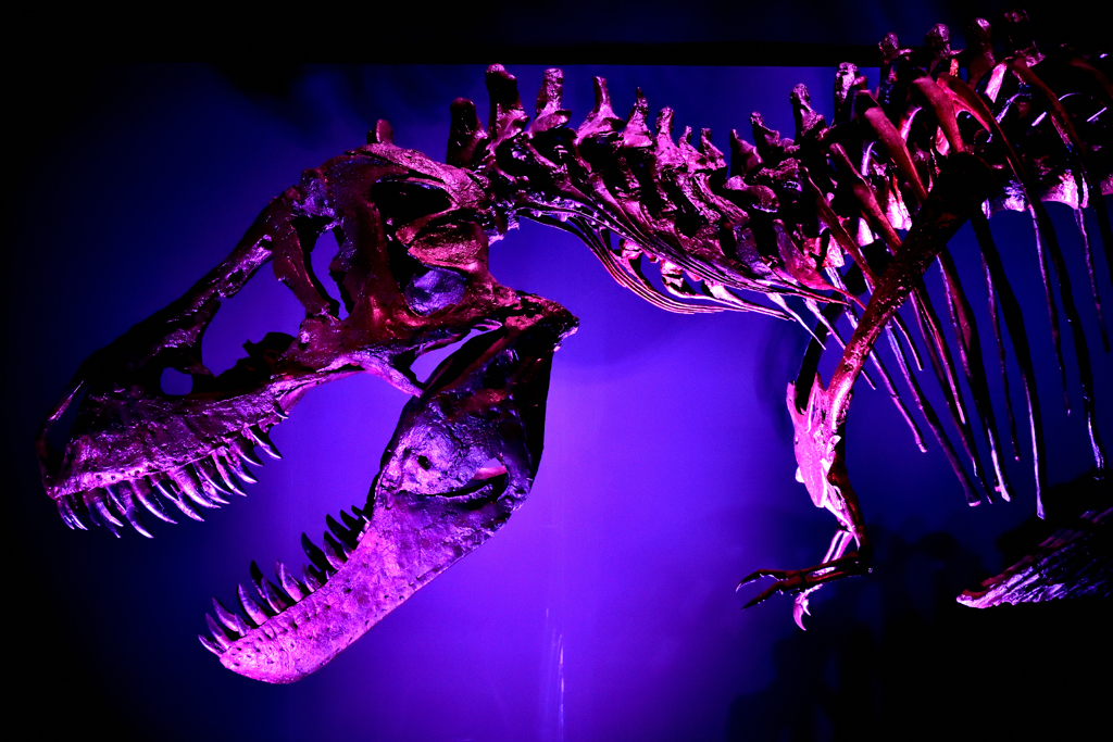 T-Rex skeleton