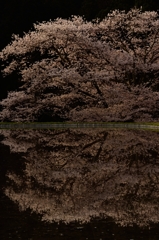 諸木野の鏡桜