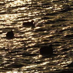 キラキラ水辺の淀鳥