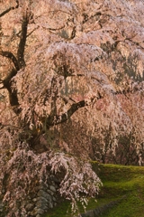 光耀の瀧桜