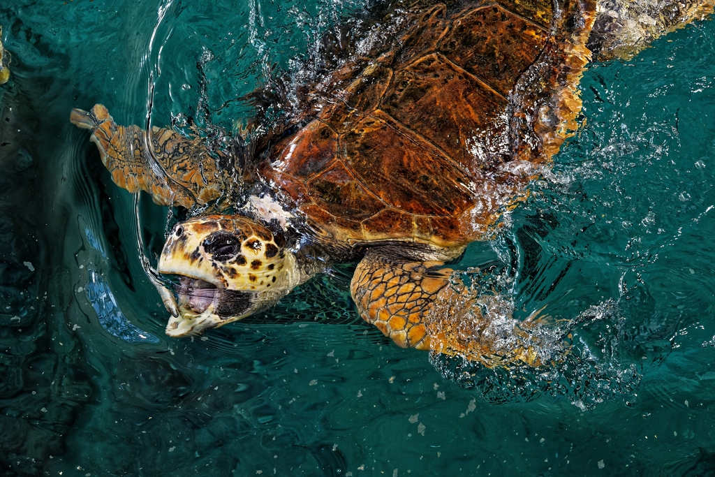 アカウミガメの食事