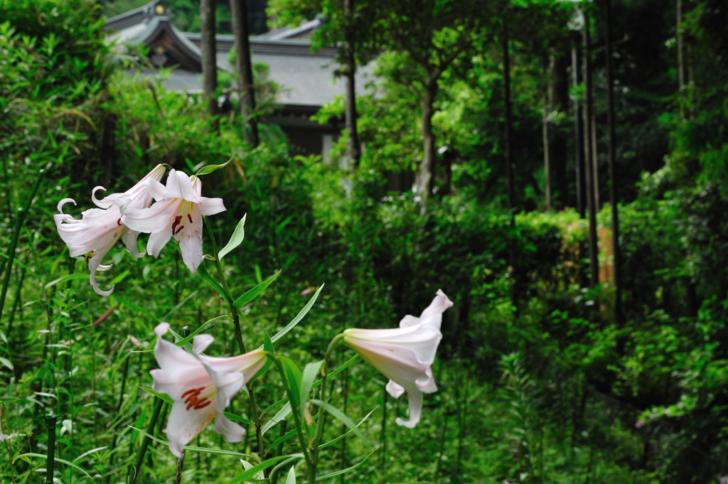 笹百合と大神神社